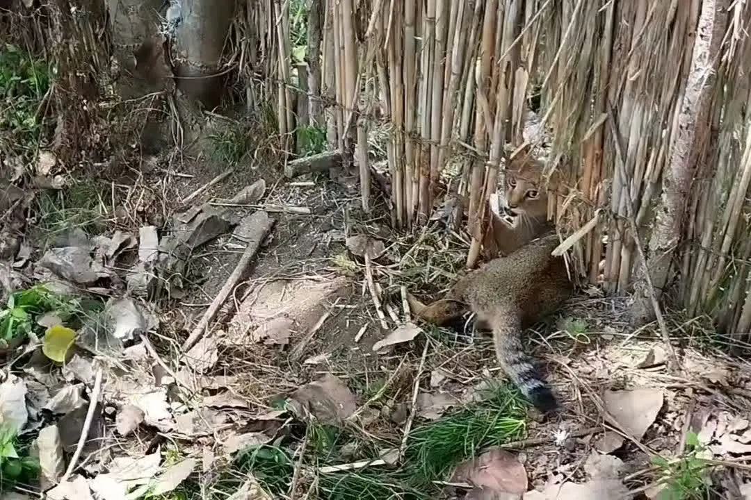 نجات گربه جنگلی در کوچصفهان