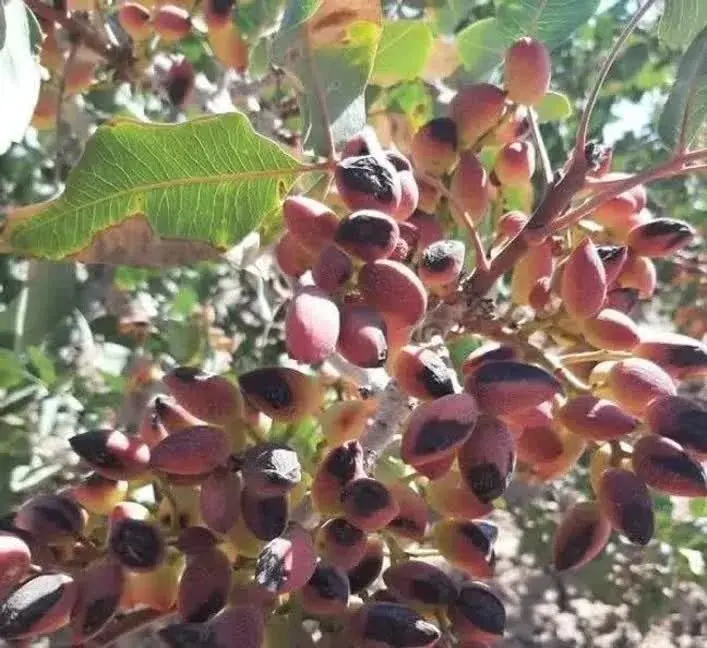  سیروان با تولید سالانه ۶۰ تن پسته، قطب تولید این محصول در ایلام شد