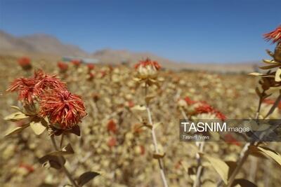 گلرنگ؛ گزینه کمآببر در الگوی کشت چهارمحال و بختیاری تصاویر - تسنیم