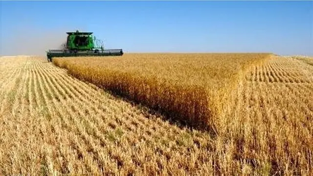 جهش ۷۸ درصدی برداشت محصولات شتوی در شیراز/تولید غلات و دانههای روغنی از مرز ۱۲۰ هزار تن گذشت