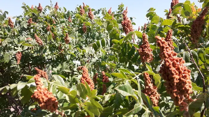 تولید سالیانه ۶۵ تن سماق در همدان | آخرین خبر