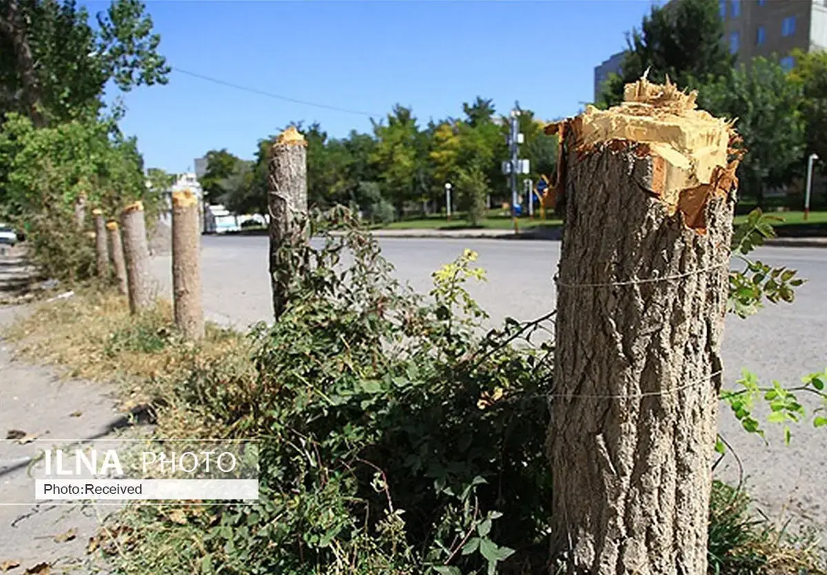 خشکشدن درختان تنومند در کرج/زنگ خطر برای باغشهر البرز