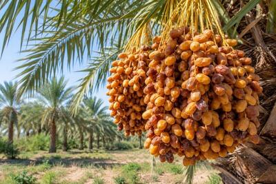 پسته خاش؛ گنجینه اقتصادی سیستان و بلوچستان در انتظار فرآوری