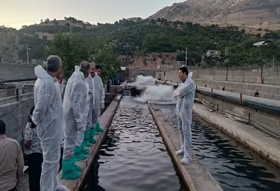 طرح ملی پایش بیماریهای باکتریایی در مزارع پرورش ماهی کردستان اجرا میشود