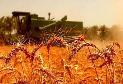 خبر مهم وزیر برای گندمکاران؛ پرداخت مطالبات کلید خورد