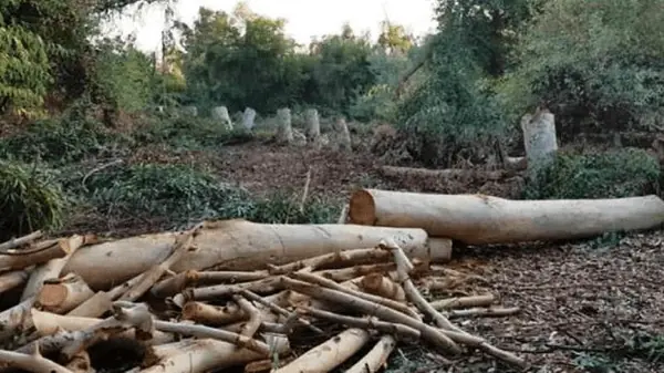 دستگیری متخلفان قطع بلوط