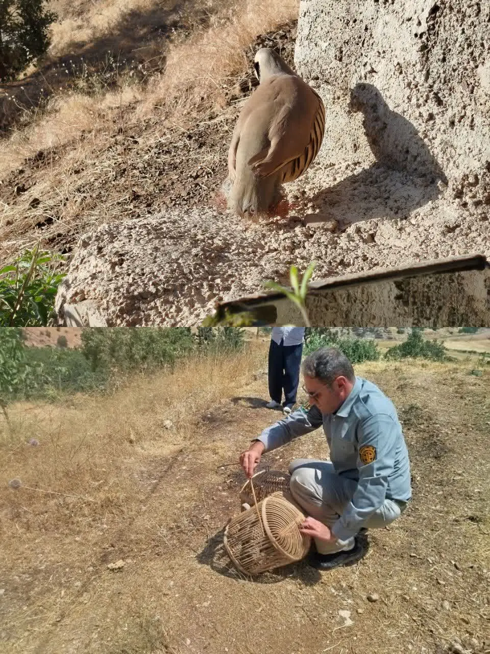 دو کبک وحشی در پاوه رها شدند