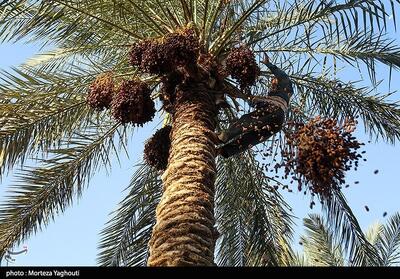 ظرفیت 200هزار تنی خرمای هرمزگان چشم به بازارهای صادراتی دوخته است - تسنیم
