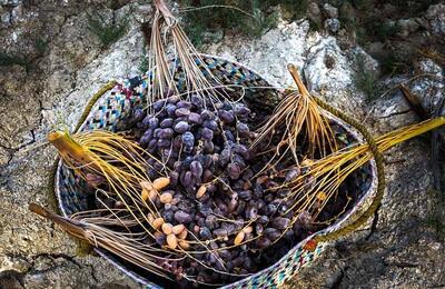 ایران، سومین تولیدکننده خرما در دنیا