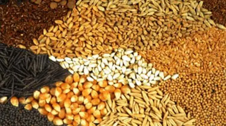 بازارگاه همچنان در صدر مشکلات تامین نهاده های دامی!