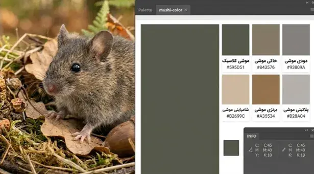رنگ موشی چیست؟ انواع رنگ موشی روشن، تیره، خاکی و طوسی را بشناسید