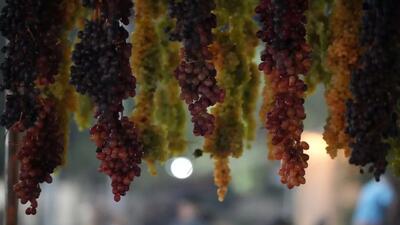 از رنج تاک تا شورِ انگور/ روایت یک جشن در تاکستانهای ارومیه