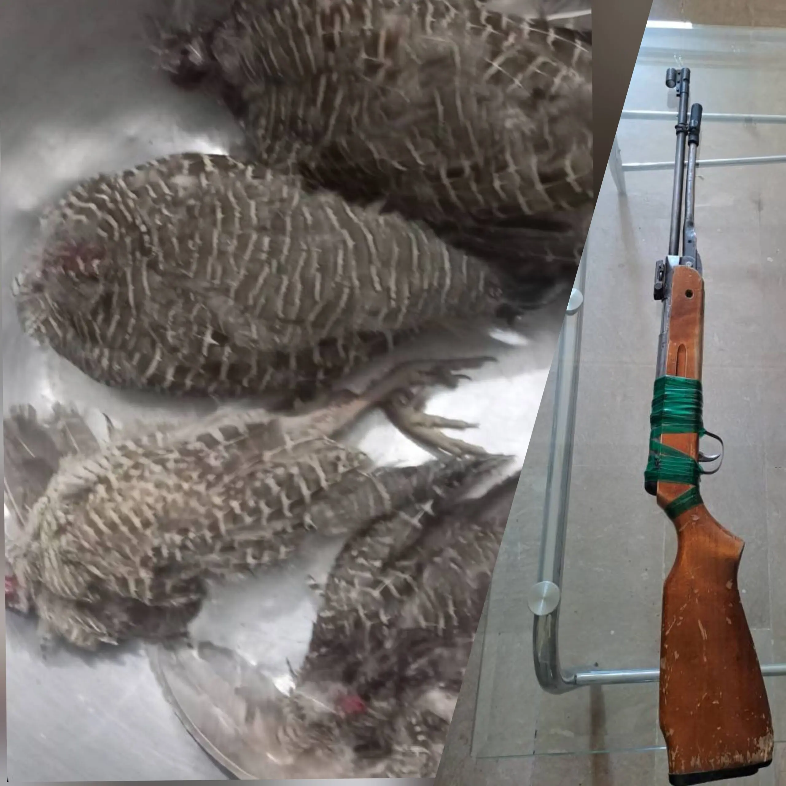 دستگیری شکارچیان غیرمجاز