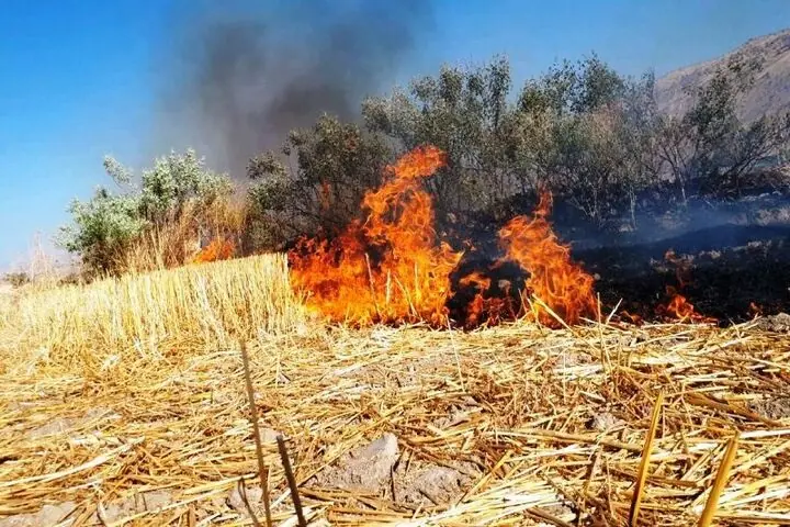 سوزاندن کاه و کلش