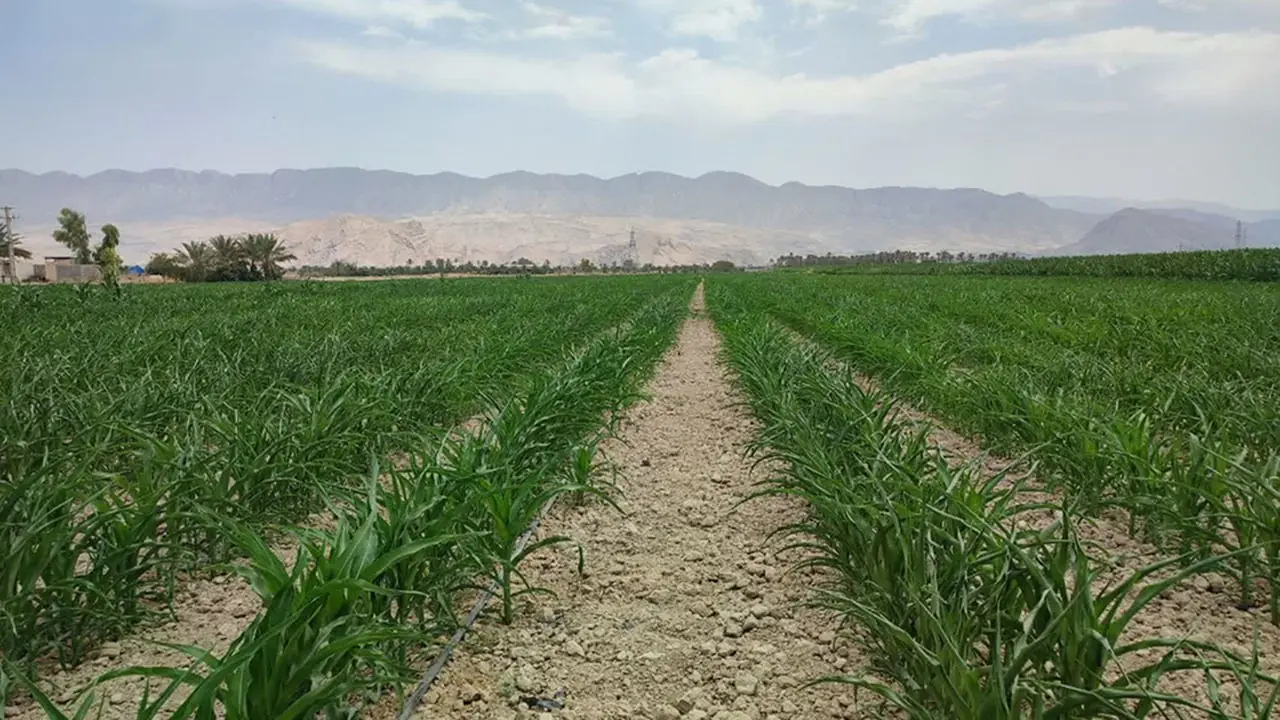  جهش در دل مزارع ذرت کازرون