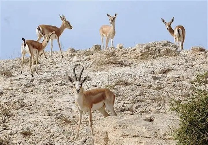  احیای حیات‌وحش با قرق یزد