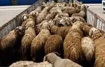 دستگیری سارقان و کشف ۸۰ رأس دام مسروقه در ازنا