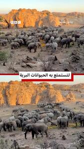 ضیافت عجیب فیلها و میمونها بر سر تفاله پرتقال