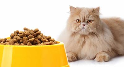بهترین غذای گربه؛ بررسی 5 معیار مهم + مقایسه برندها و چکلیست انتخاب در ۱ دقیقه