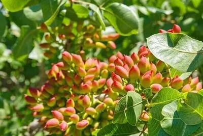  آغاز برداشت پسته از باغ های قزوین