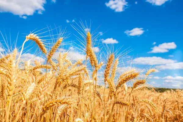 تولید ملی در اتاق ICU / پایان خوش برای دلال، پایان تلخ برای کشاورز !