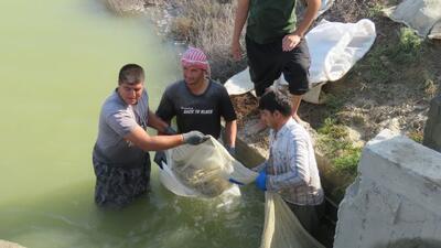  برداشت میگو در گمیشان آغاز شد