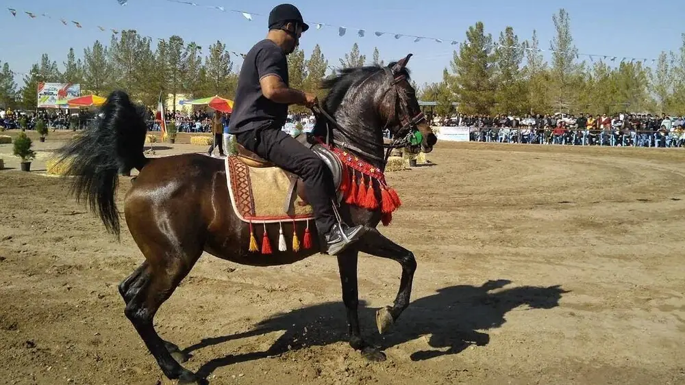 شو سواره اصیل اسبان ایرانی در رفسنجان برگزار میشود