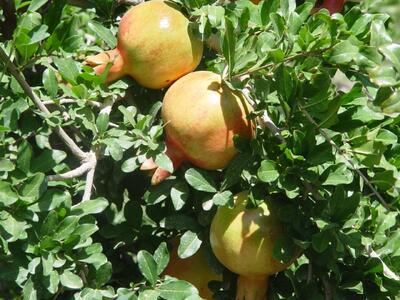 برداشت ۳۱ هزار تن انار از باغهای سیستان و بلوچستان/ شناسایی ۳۴ رقم انار بومی در استان