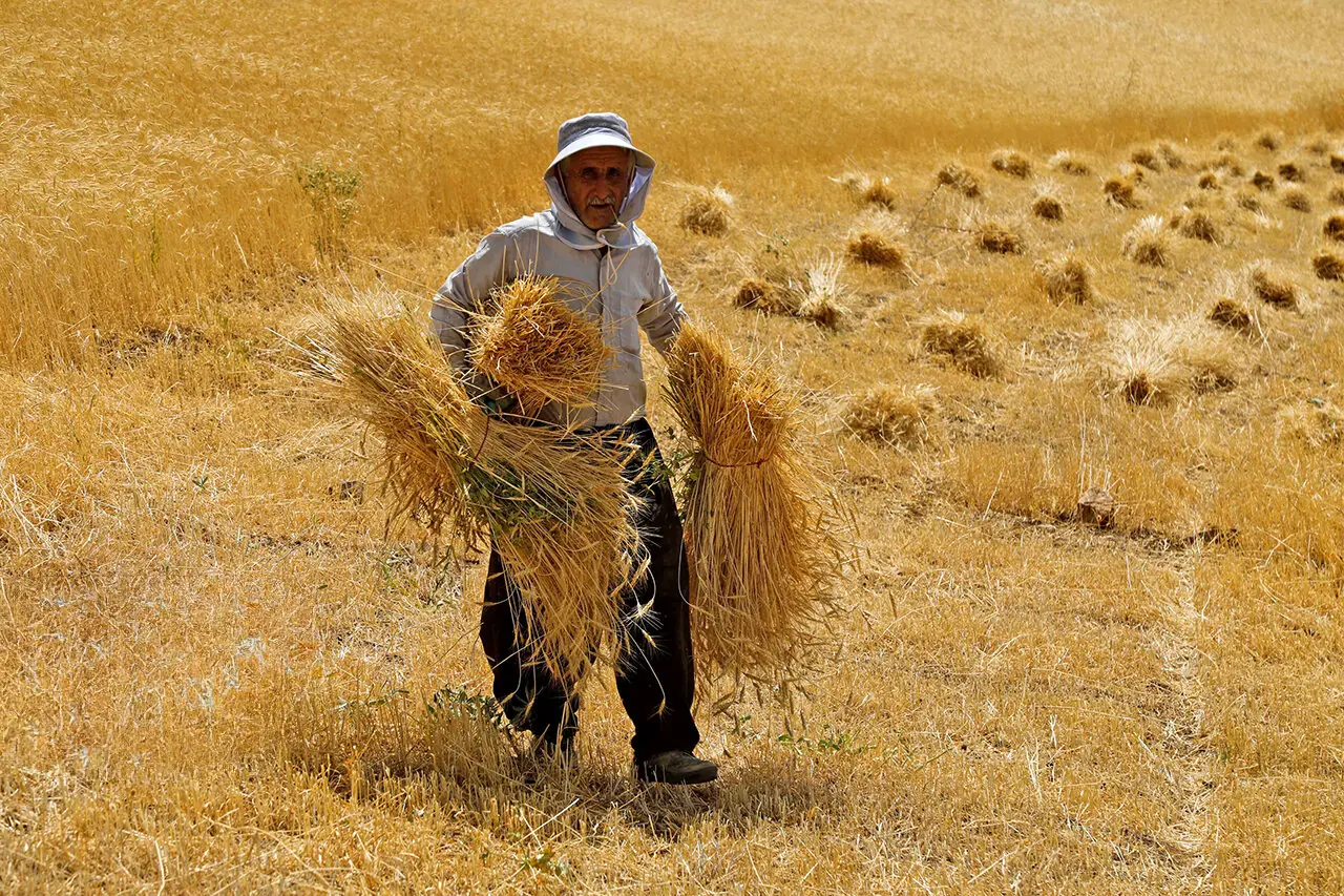 چالش خرید تضمینی گندم