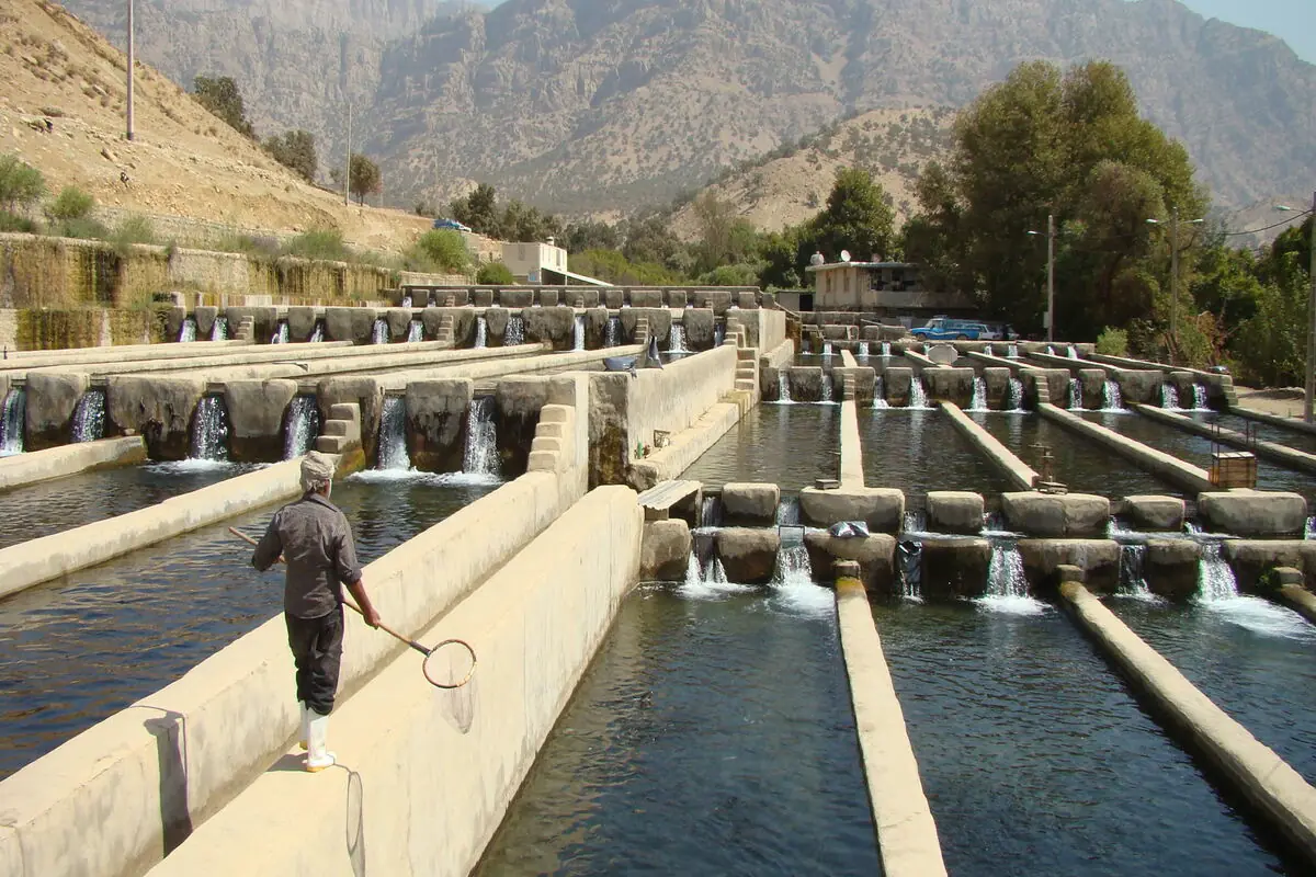 بحران ماهیان سردابی