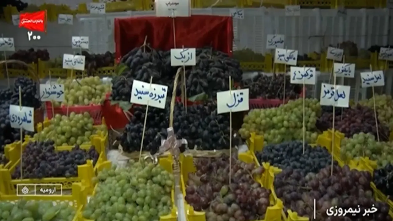 جشنواره انگور در دهکده چیچست ارومیه + فیلم