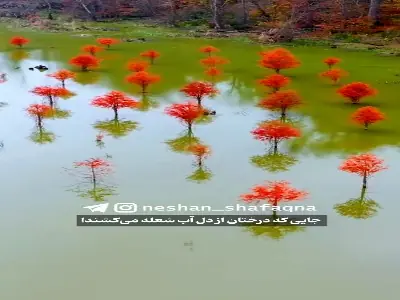جایی که درختان از دل آب شعله میکشند! | آخرین خبر