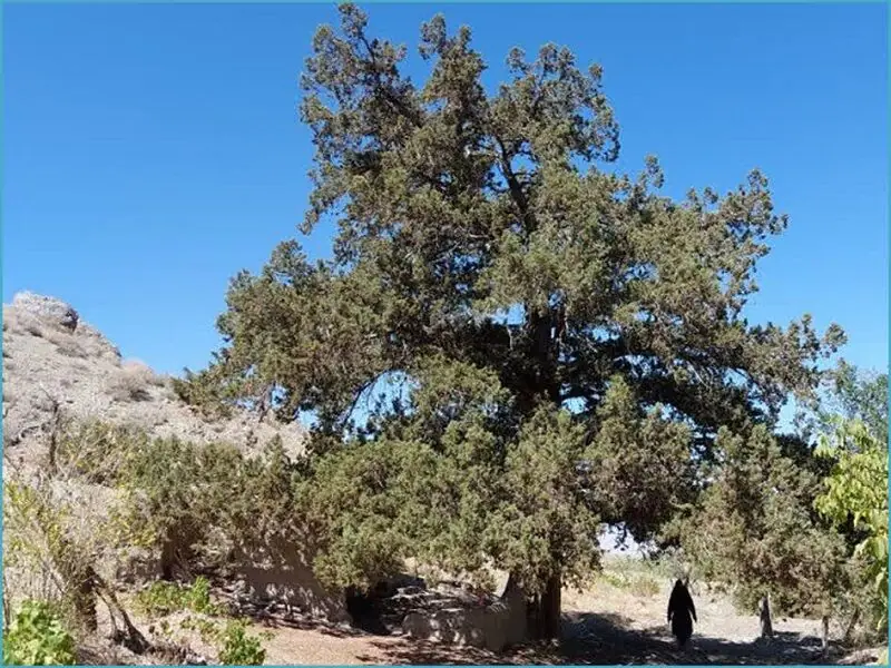  ثبت ملی ارس کهنسال جغتای