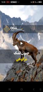 جنون نمک بز کوهی
