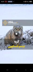 گربه چشم تلسکوپی