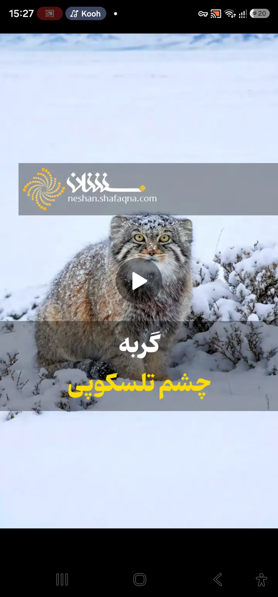  گربه چشم تلسکوپی