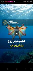 عجیب ترین زوج دنیای زیر آب