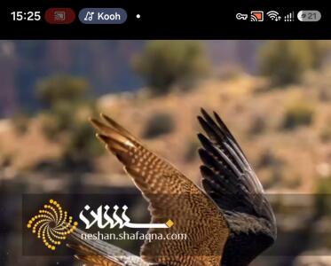 سریعترین حمله جهان
