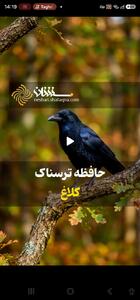 حافظه ترسناک کلاغ