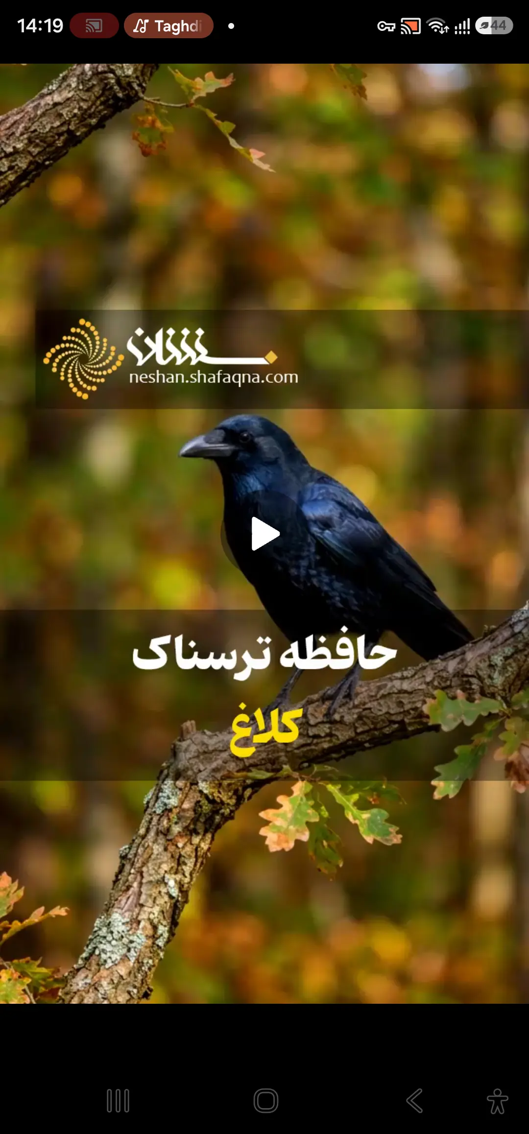  حافظه ترسناک کلاغ