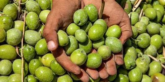  شروع برداشت زیتون در ۷ هزار هکتار از اراضی فارس