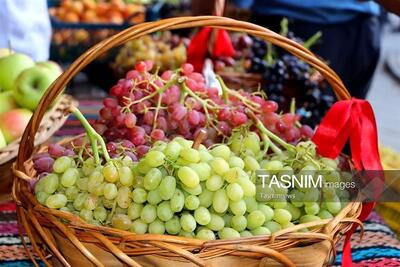 جشنواره انگور ابهر؛ گامی برای معرفی هویت زنجان در سطح بینالمللی - تسنیم