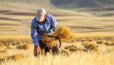 آغاز کشت گندم/مطالبات گندمکاران کی پرداخت میشود؟