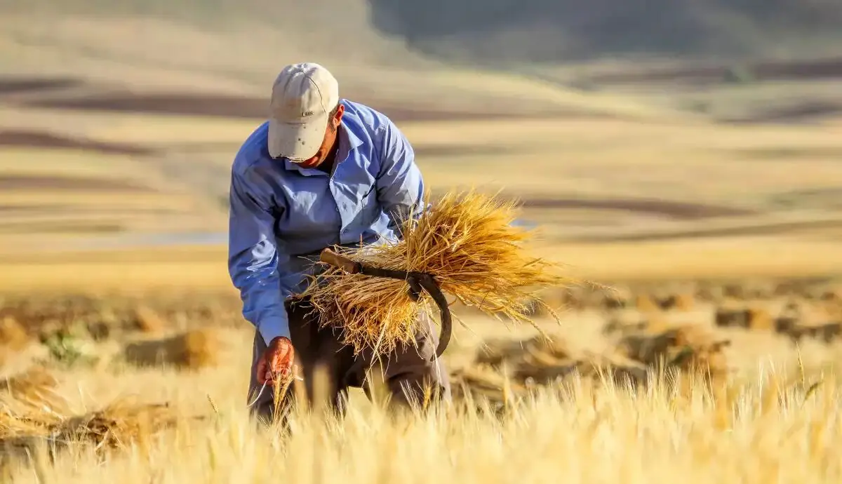  آغاز کشت گندم/مطالبات گندمکاران کی‌ پرداخت می‌شود؟