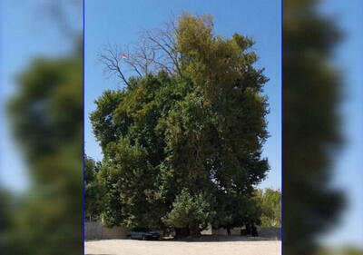  درخت چنار کهنسال روستای فیروزآباد مشهد در فهرست میراث طبیعی ملی ثبت شد |  انصاف نیوز