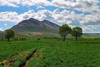 معاون فرماندار اردبیل از توسعه کشت و صادرات گیاهان دارویی خبر داد