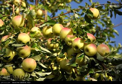  جشنواره سیب؛ آغاز یک مسیر تازه برای اقتصاد سمیرم
