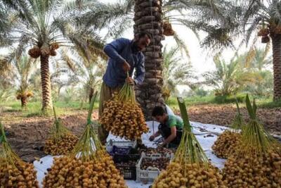 پیشبینی برداشت ۱۰۵ هزار تن خرما از نخلستانهای شادگان
