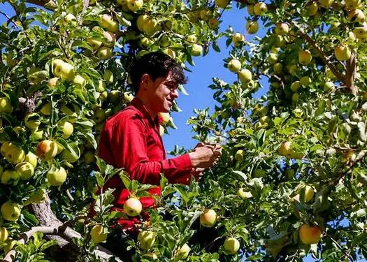 فیلم/ برداشت سیب و اشتغال خانگی در سمیرم