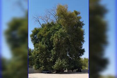  درخت چنار کهنسال روستای فیروزآباد مشهد در فهرست میراث طبیعی ملی ثبت شد